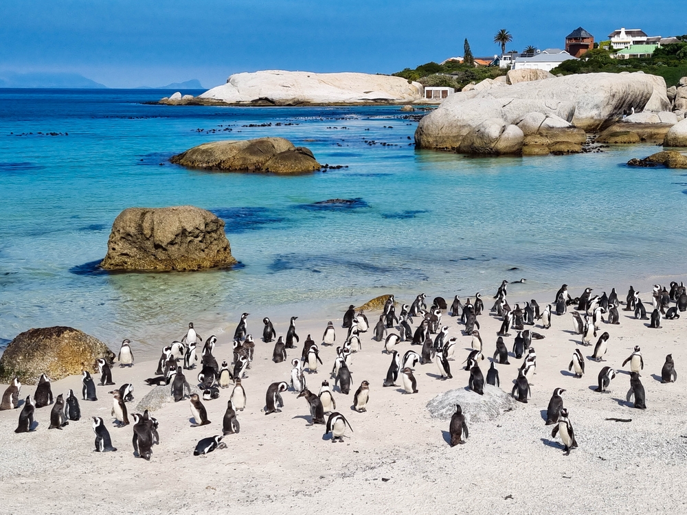 Afrískar mörgæsir á Boulders Beach